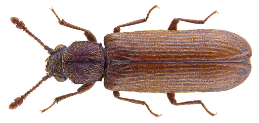 Lyctus linearis (Goeze, 1777) (28320400615)