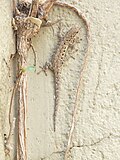 Miniatura para Lygodactylus stevensoni