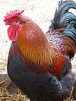 Male Domestic Chicken.JPG