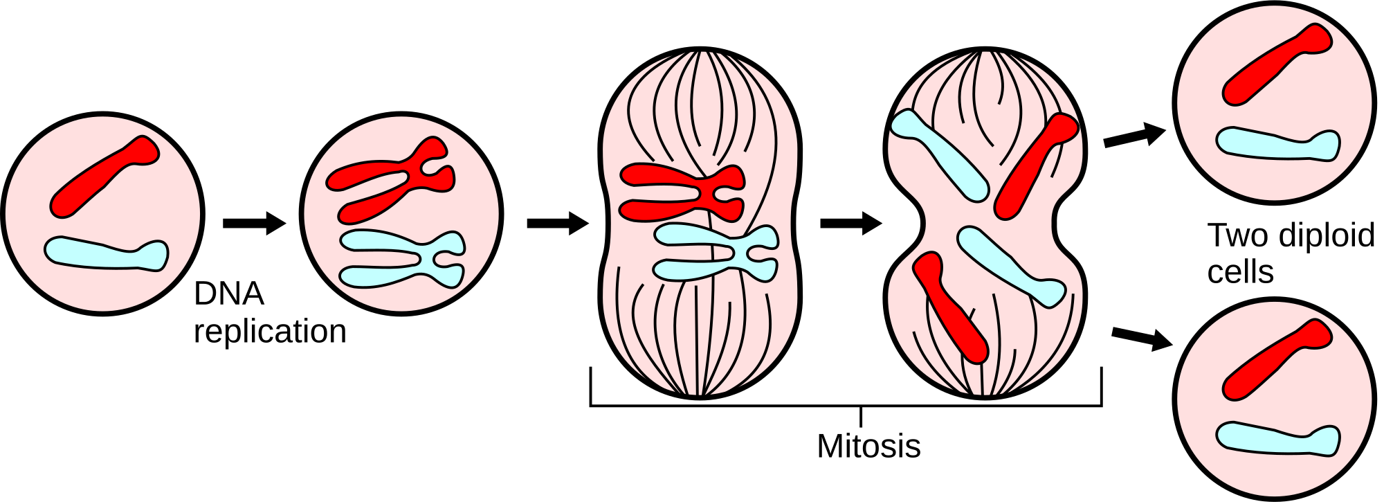 What is a simple explanation of meiosis for dummies?