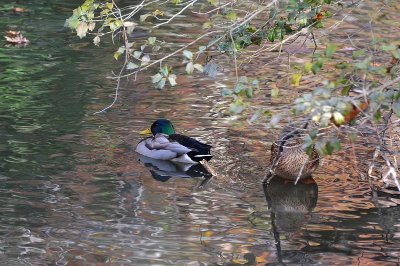 File:Mallards (8207464216).jpg