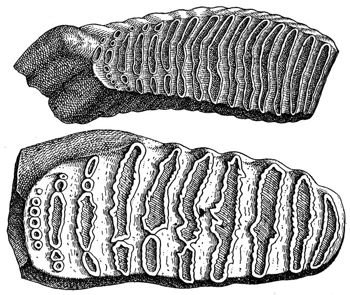 File:Mammoth molars compared.jpg