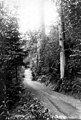 Man with bicycle on the Lake Washington bicycle path, 1899-1900 (SEATTLE 3220).jpg