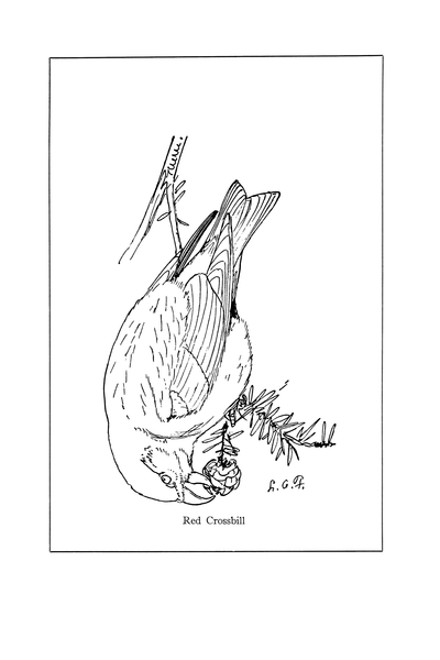 File:Manual of Bird Study 0065-26.png