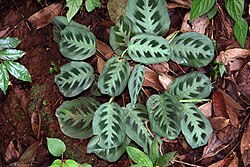 Baltdzīslu maranta (Maranta leuconeura)