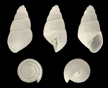 Marginodostomia suturamarginata