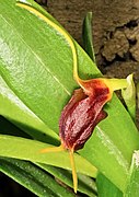 Masdevallia amplexa