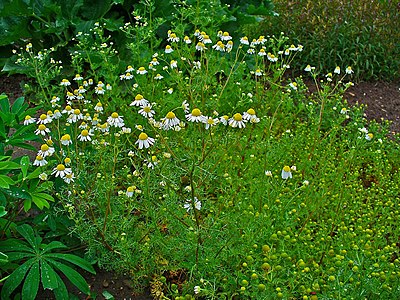 Matricaria recutita