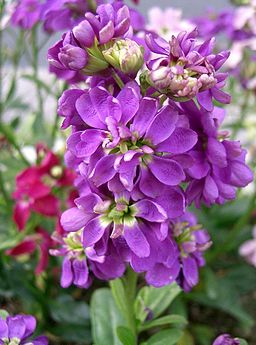 Matthiola incana8