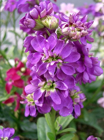 File:Matthiola incana8.jpg