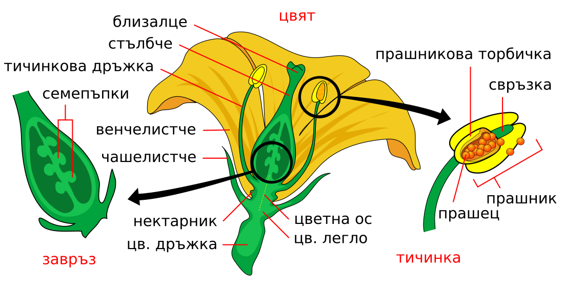 File:Mature flower diagram-bg.svg