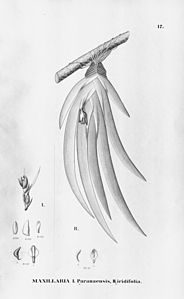 plate 17 Christensonella paranaensis (as syn. Maxillaria paranaensis) Heterotaxis valenzuelana (as syn. Maxillaria iridifolia)