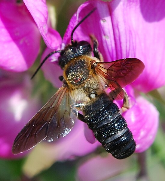 File:Megachile sculpturalis.jpg