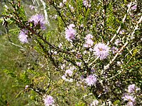 Melaleuca camptoclada