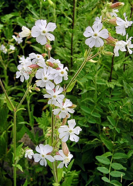 File:Melandrium album (Caryophyllaceae) (49873339218).jpg