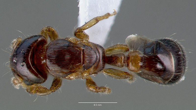 File:Melissotarsus insularis casent0422973 dorsal 1.jpg