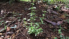 Mentha satureioides (13797658523).jpg