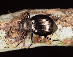 Meracantha contracta.jpg