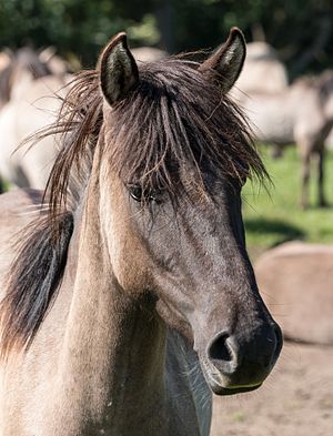 Feral Dulmen Ponies; Wildpferdefang 2014, Merfelder Bruch, Dülmen, North Rhine-Westphalia, Germany