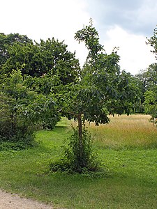 Mespilus germanica Habitus of a young tree: higher than broad