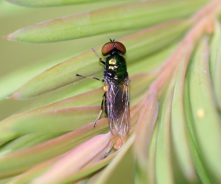 File:Microchrysa polita (Black-horned Gem) - male - Flickr - S. Rae (2).jpg