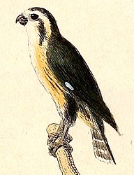 Kittlitz (1832): Kupfertafeln zur Naturgeschichte der Vögel, plate 3, fig. 2.[10]