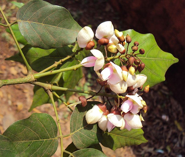 File:Millettia pinnata aka Pongamia pinnata 08.JPG