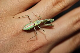 Miomantis binotata sub-adult female swollen wing buds.JPG