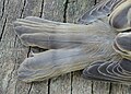 * Nomination Tail of a house sparrow (Passer domesticus) in Colmar (Haut-Rhin, France). --Gzen92 12:27, 29 April 2020 (UTC) * Promotion  Support Good quality. --MB-one 15:53, 6 May 2020 (UTC)