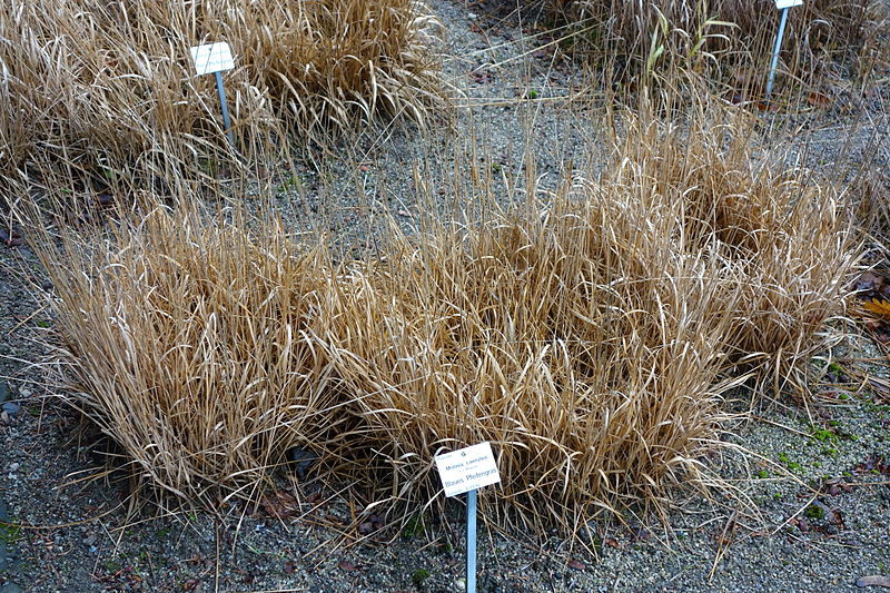 File:Molinia caerulea - Botanischer Garten, Dresden, Germany - DSC08744.JPG