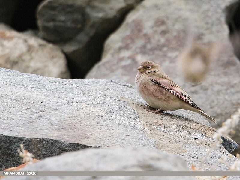 File:Mongolian Finch (Bucanetes mongolicus) (50753241207).jpg