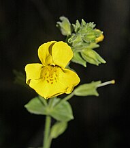 Monkeyflower (Mimulus guttatus) flower closeup