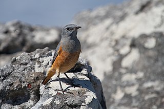 Sentinel rock thrush Species of bird