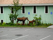 Moose and calf outside a church in Anchorage