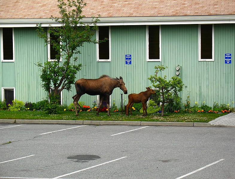 File:Moose and calf in Anchorage, Alaska.jpg