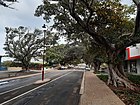 Moreton Terrace Fig Trees, Dongara, July 2020 01.jpg