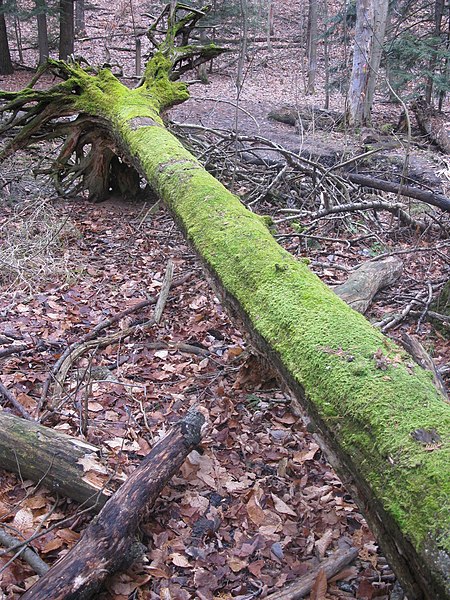 File:Mossy tree in the Ardagh Bluffs - panoramio.jpg