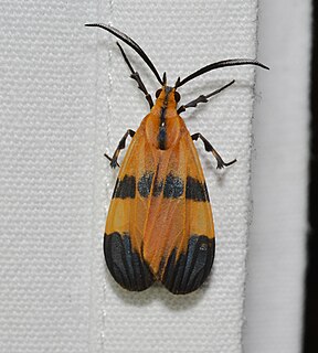 <i>Correbia undulata</i> Species of moth