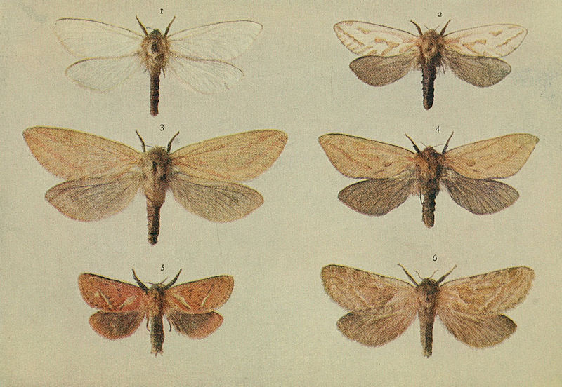 File:Moths of the British Isles Series2 Plate157.jpg