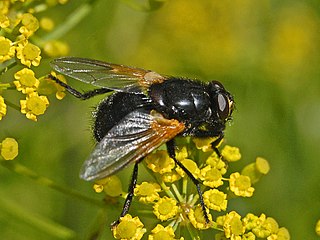 <i>Mesembrina meridiana</i> Species of fly