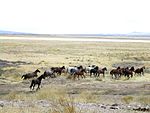 un grand troupeau de chevaux traversant une prairie sèche