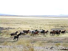 Photo d'un troupeau de mustangs au galop à travers les plaines.