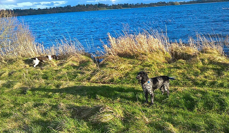 File:My two spaniels enjoying themselves at Lough Ennell, Ireland.jpg