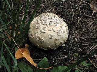 <i>Mycenastrum</i> Genus of fungi