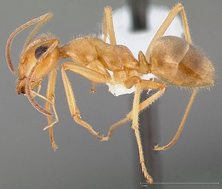 <i>Myrmecocystus testaceus</i> Species of ant