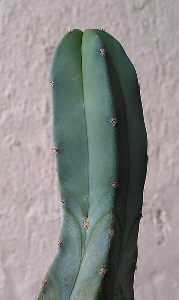 File:Myrtillocactus geometrizans20100913 01.jpg