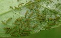 Early instar larvae