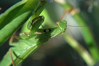 <i>Mantis</i> (genus) Genus of feathers