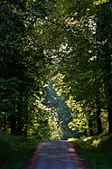 Deutsch: Waldweg, Naturschutzgebiet Rotwildpark, Stuttgart. English: Forest track in the natural reserve "Rotwildpark", Stuttgart, Germany.