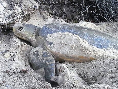 Flatback turtle